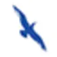 Cape Air logo